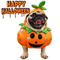 Halloween Pumpkin Dog Costume – Cute Pumpkin Outfit with Hood for Dogs