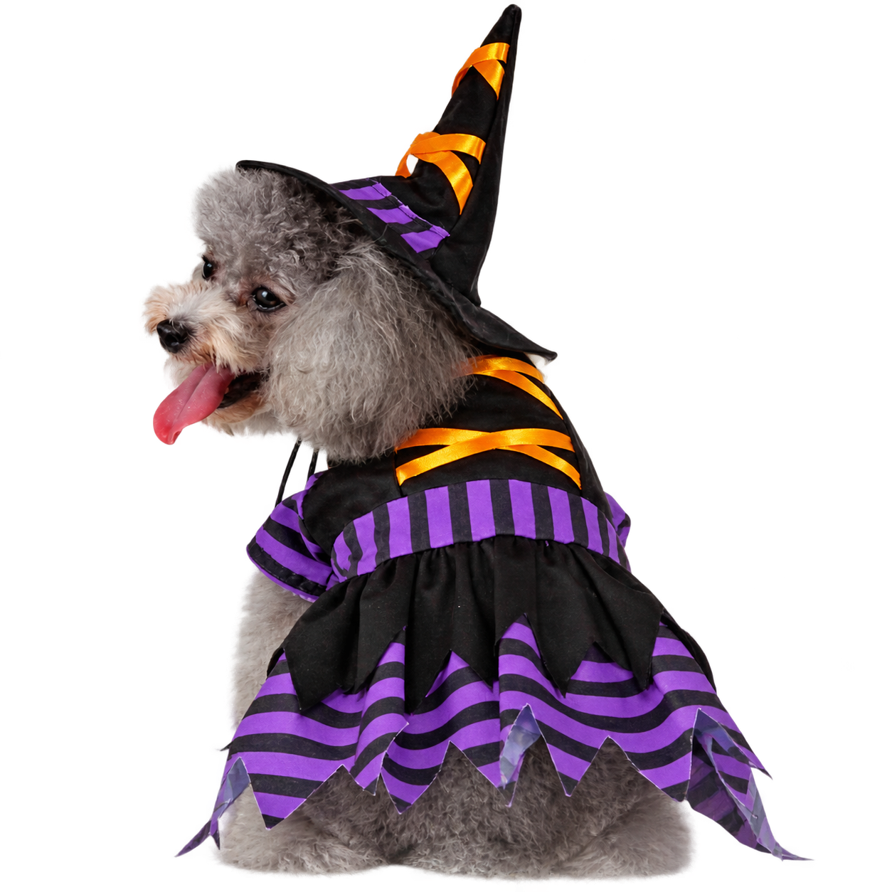 Witch Dog Costume – Halloween Wizard Dress for Dogs